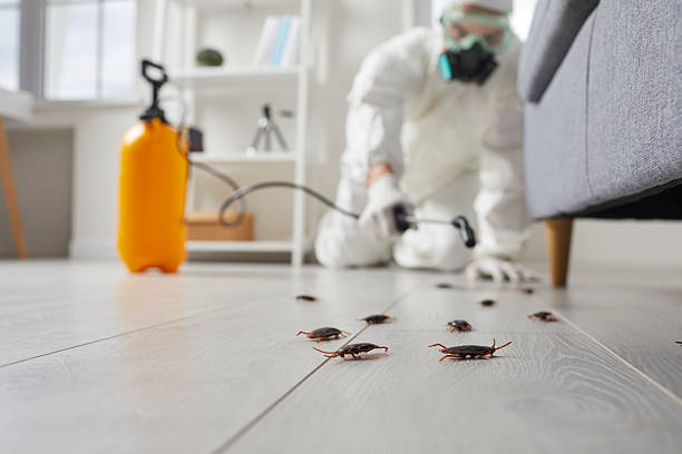 Post-Treatment Bed Bug Interceptor Monitoring in St. John